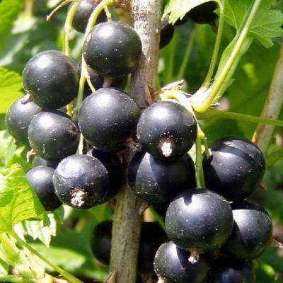 Смородина черная Селеченская-2